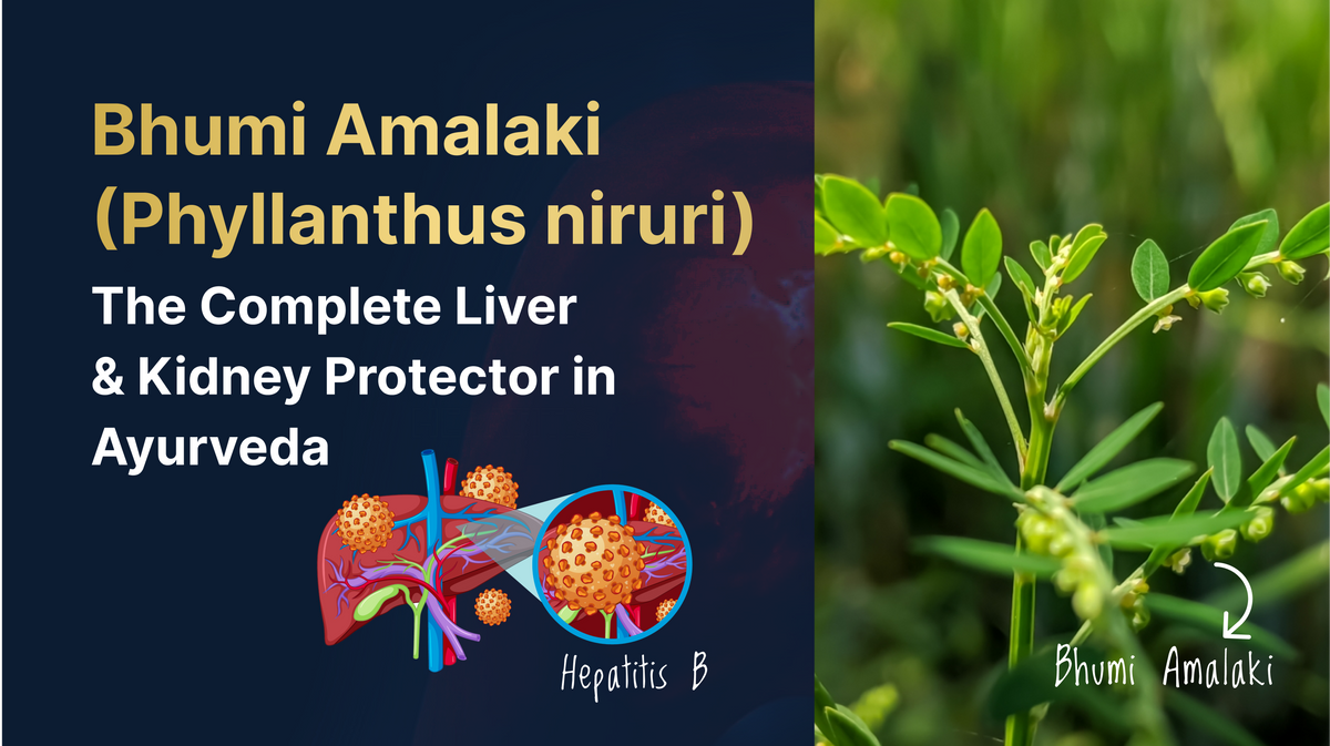 Bhumi Amalaki: Ayurvedic Support for Liver & Kidney