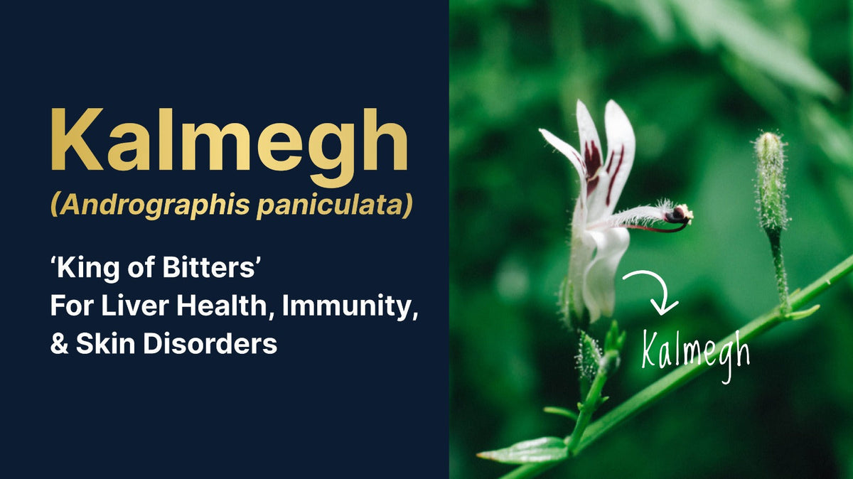 Kalmegh (Andrographis paniculata) – ‘King of Bitters’ – For Liver Health, Immunity, and Skin Disorders