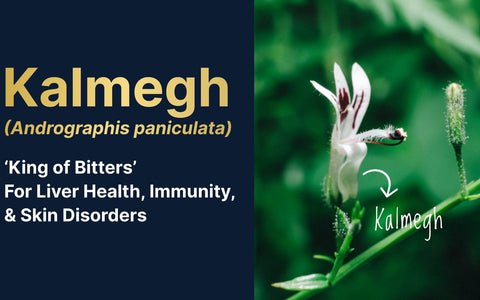 Kalmegh (Andrographis paniculata) – ‘King of Bitters’ – For Liver Health, Immunity, and Skin Disorders