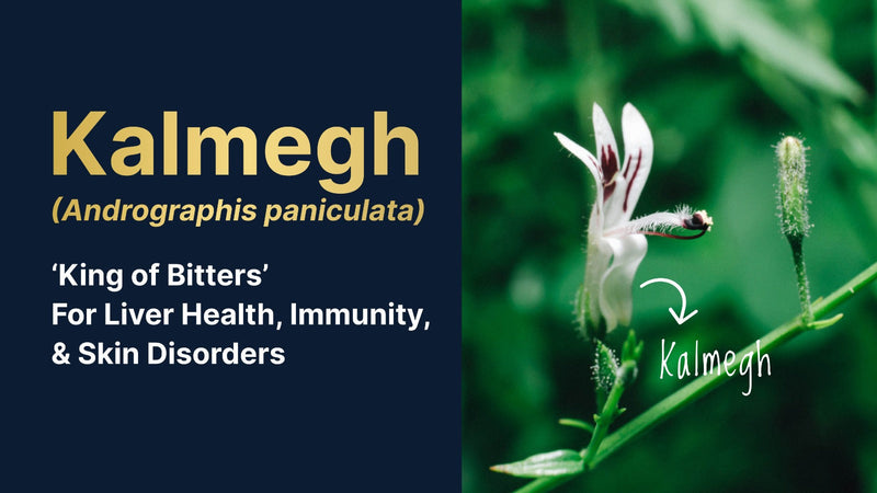 Kalmegh (Andrographis paniculata) – ‘King of Bitters’ – For Liver Health, Immunity, and Skin Disorders
