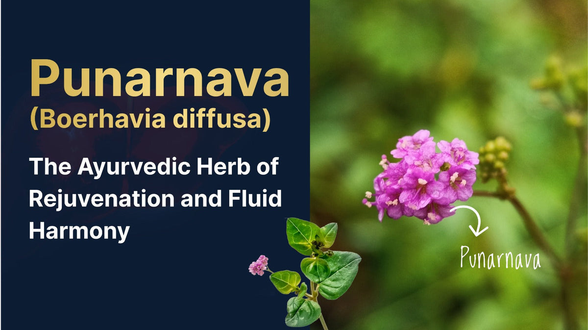 Punarnava (Boerhavia diffusa): The Ayurvedic Herb of Rejuvenation and Fluid Harmony