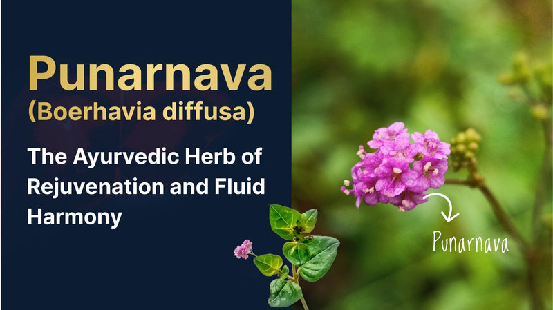 Punarnava (Boerhavia diffusa): The Ayurvedic Herb of Rejuvenation and Fluid Harmony