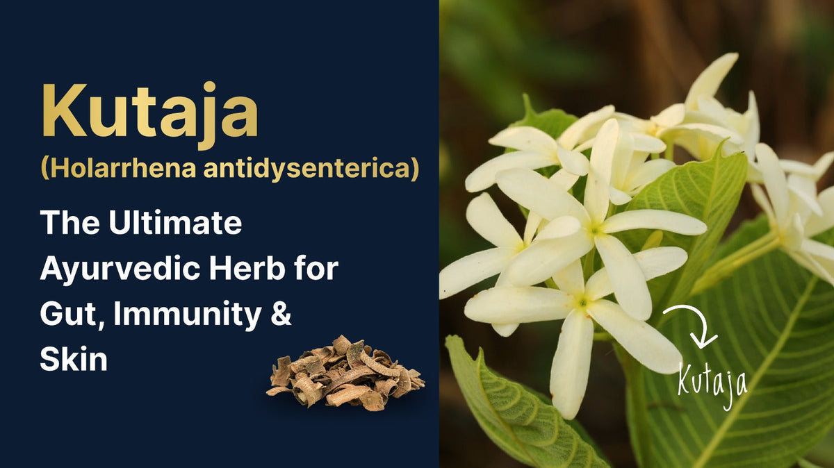 Kutaja (Holarrhena antidysenterica): The Ultimate Ayurvedic Herb for Gut, Immunity & Skin