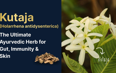 Kutaja (Holarrhena antidysenterica): The Ultimate Ayurvedic Herb for Gut, Immunity & Skin