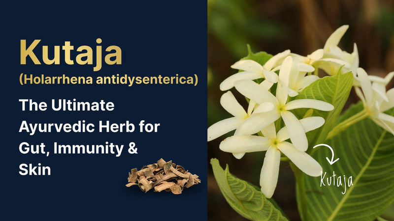 Kutaja (Holarrhena antidysenterica): The Ultimate Ayurvedic Herb for Gut, Immunity & Skin