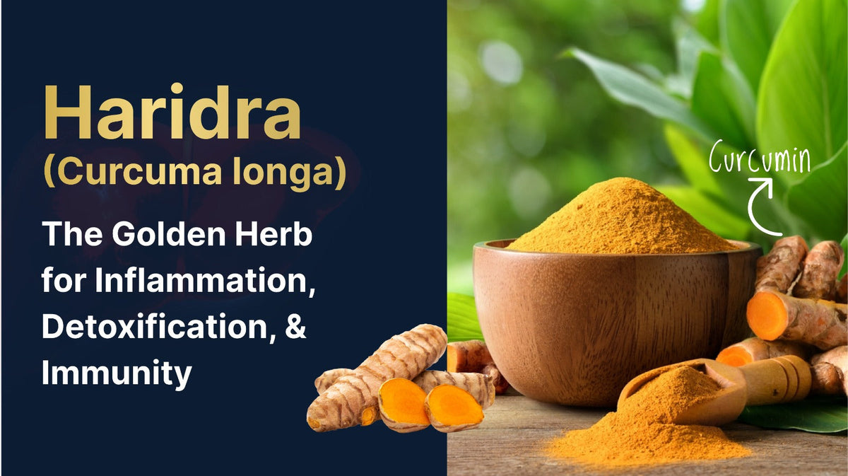 Haridra (Curcuma longa): The Golden Herb for Inflammation, Detoxification, & Immunity