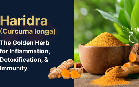 Haridra (Curcuma longa): The Golden Herb for Inflammation, Detoxification, & Immunity
