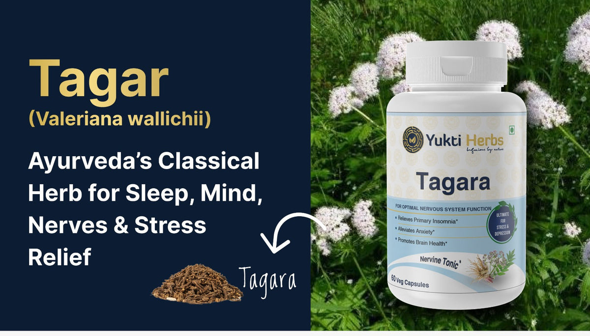 Tagar (Valeriana wallichii): Ayurveda’s Classical Herb for Sleep, Mind, Nerves & Stress Relief