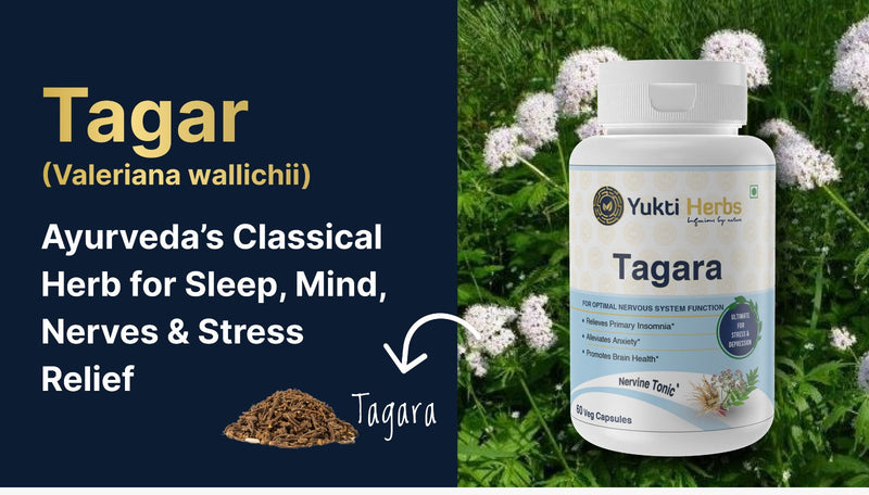 Tagar (Valeriana wallichii): Ayurveda’s Classical Herb for Sleep, Mind, Nerves & Stress Relief