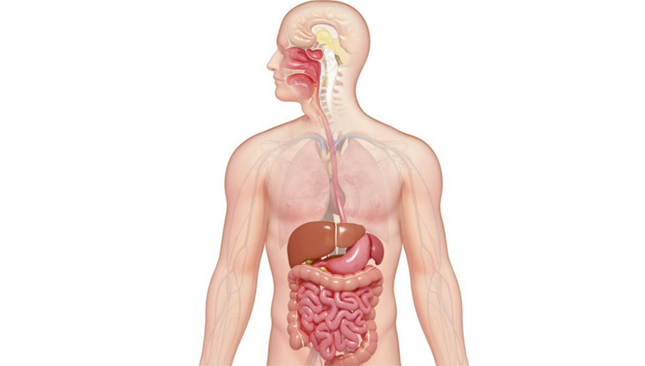 Digestive System