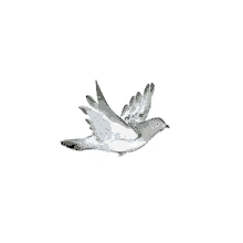 Flying pigeon